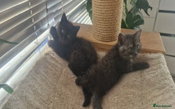 British Shorthair cats for sale: 4 British Shorthair  - Image 20