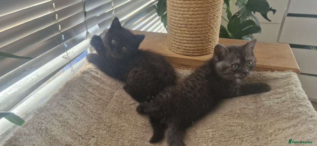British Shorthair cats for sale: 4 British Shorthair  - Image 20