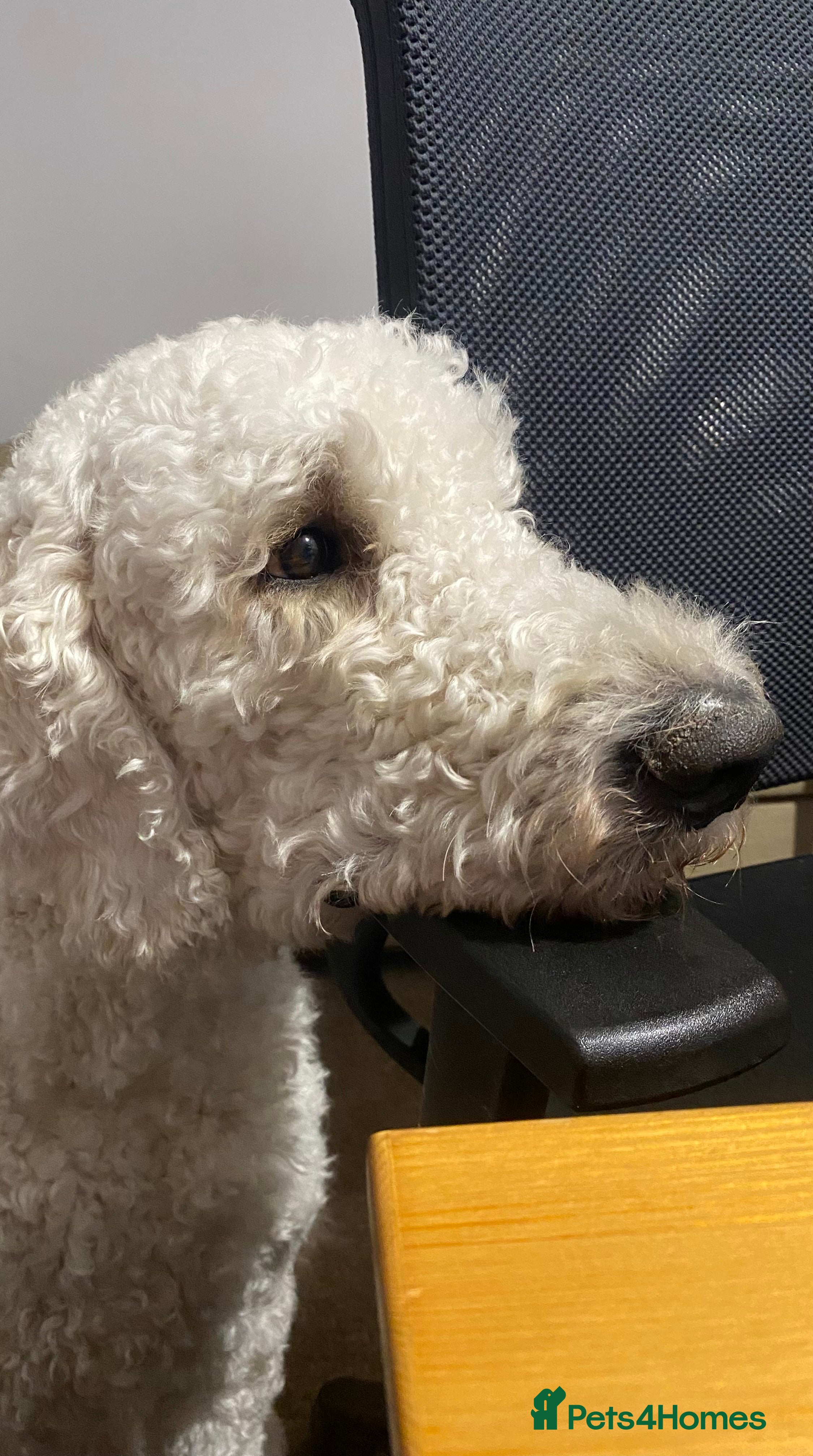 Goldendoodle dogs Standard multigenerational goldendoodle for stud - Advert 4