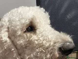 Goldendoodle dogs Standard multigenerational goldendoodle for stud - Advert 5