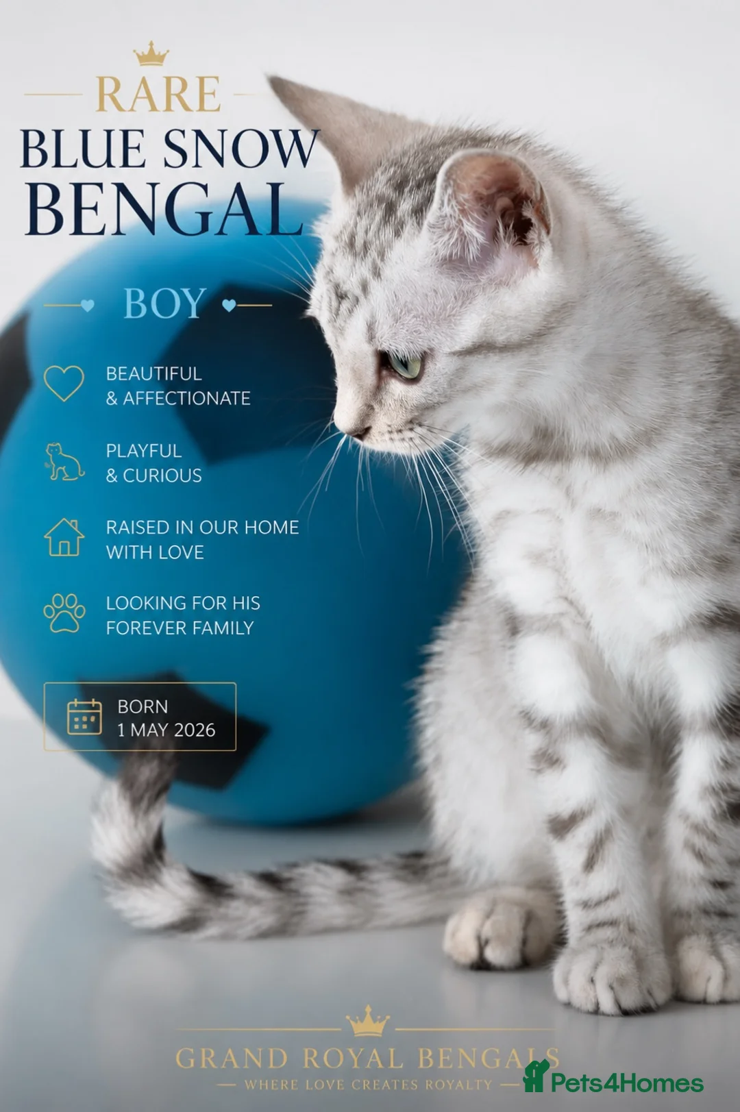 Bengal cats for sale: Rare Blue Snow Bengal Boy in Northampton - Advert 2