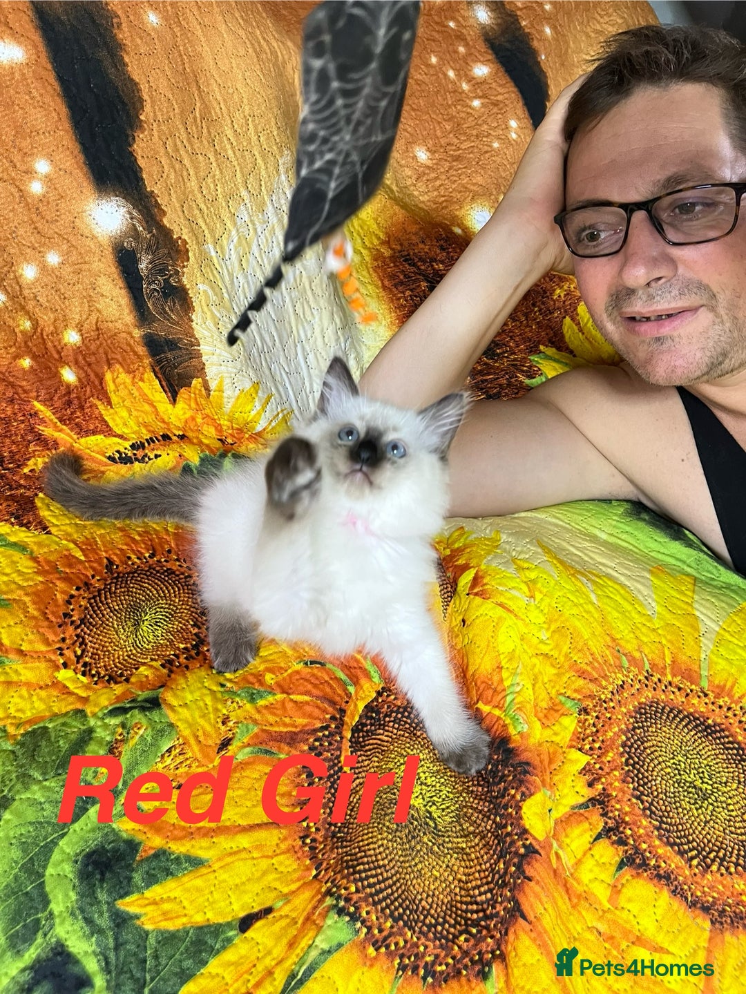 Ragdoll cats for sale: 🐈❤️5 Pure Ragdolls Waiting for Loving Family❗️❤️ - Image 33