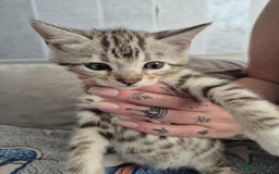 Mixed Breed cats for sale: Mixed bengal kittens  - Image 13
