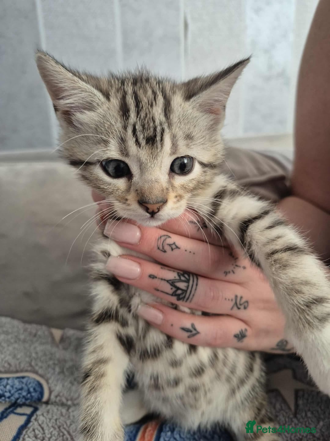 Mixed Breed cats for sale: Mixed bengal kittens  - Image 13