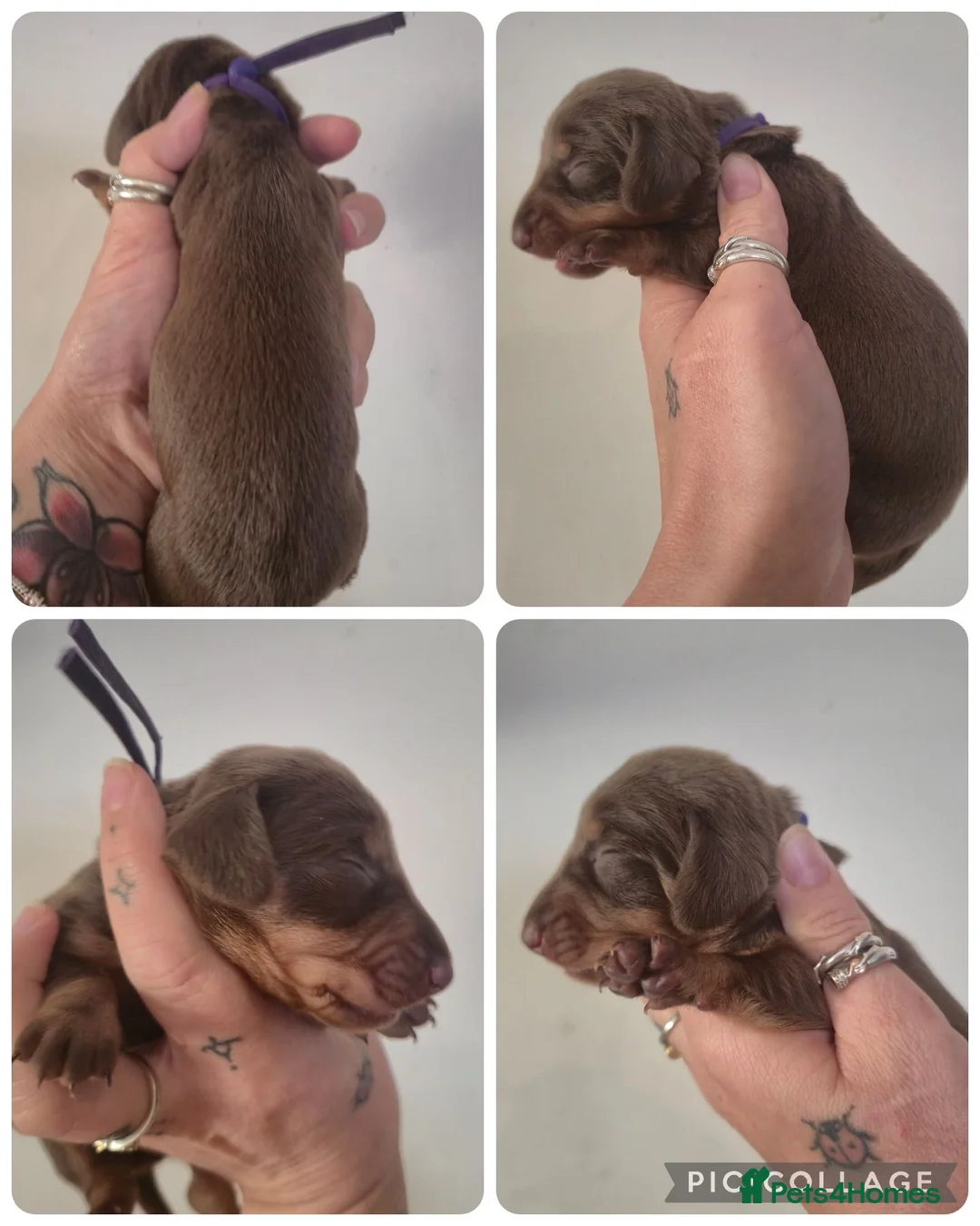 Miniature Dachshund dogs for sale: PRA CLEAR MINIATURE DACHSHUND PUPPIES - Advert 14