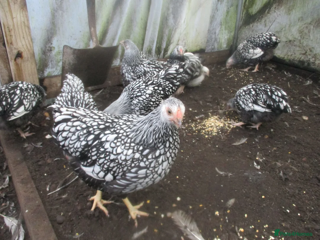 Chickens poultry for sale: Bantam Pullets, Wyandotte Pekin/Araucana  Bantams - Advert 1