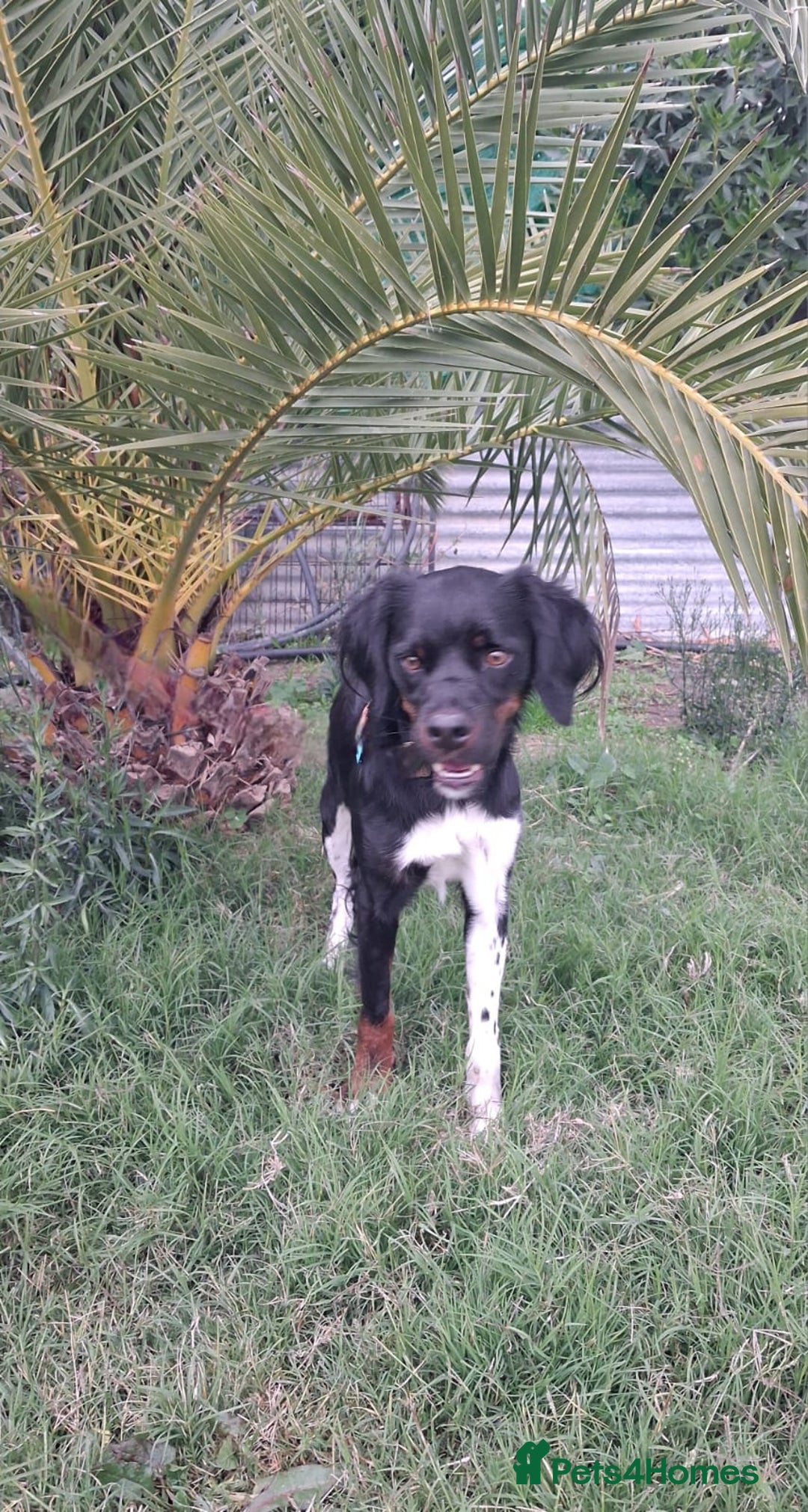 Mixed Breed dogs for adoption: Be BROODY's Best Friend.... - Advert 2