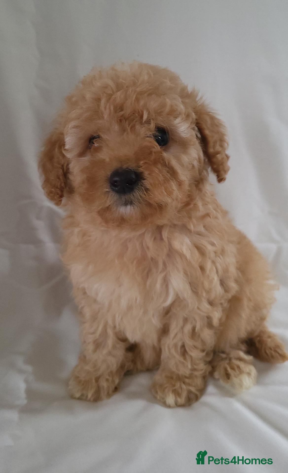 Cavapoo dogs Cavapoo puppies 5🌟 licence breeder  - Advert 2