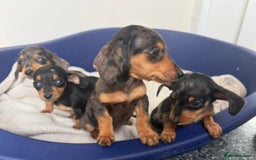 Miniature Dachshund dogs for sale: Dachshund puppies  - Image 2