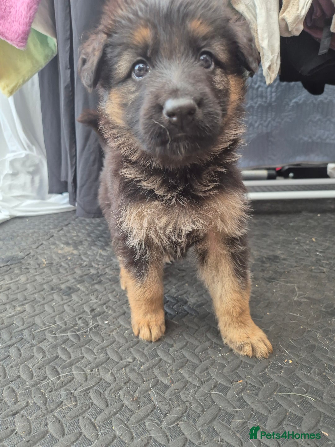 German Shepherd dogs for sale: Straight back German shepherd puppies for sale - Image 2