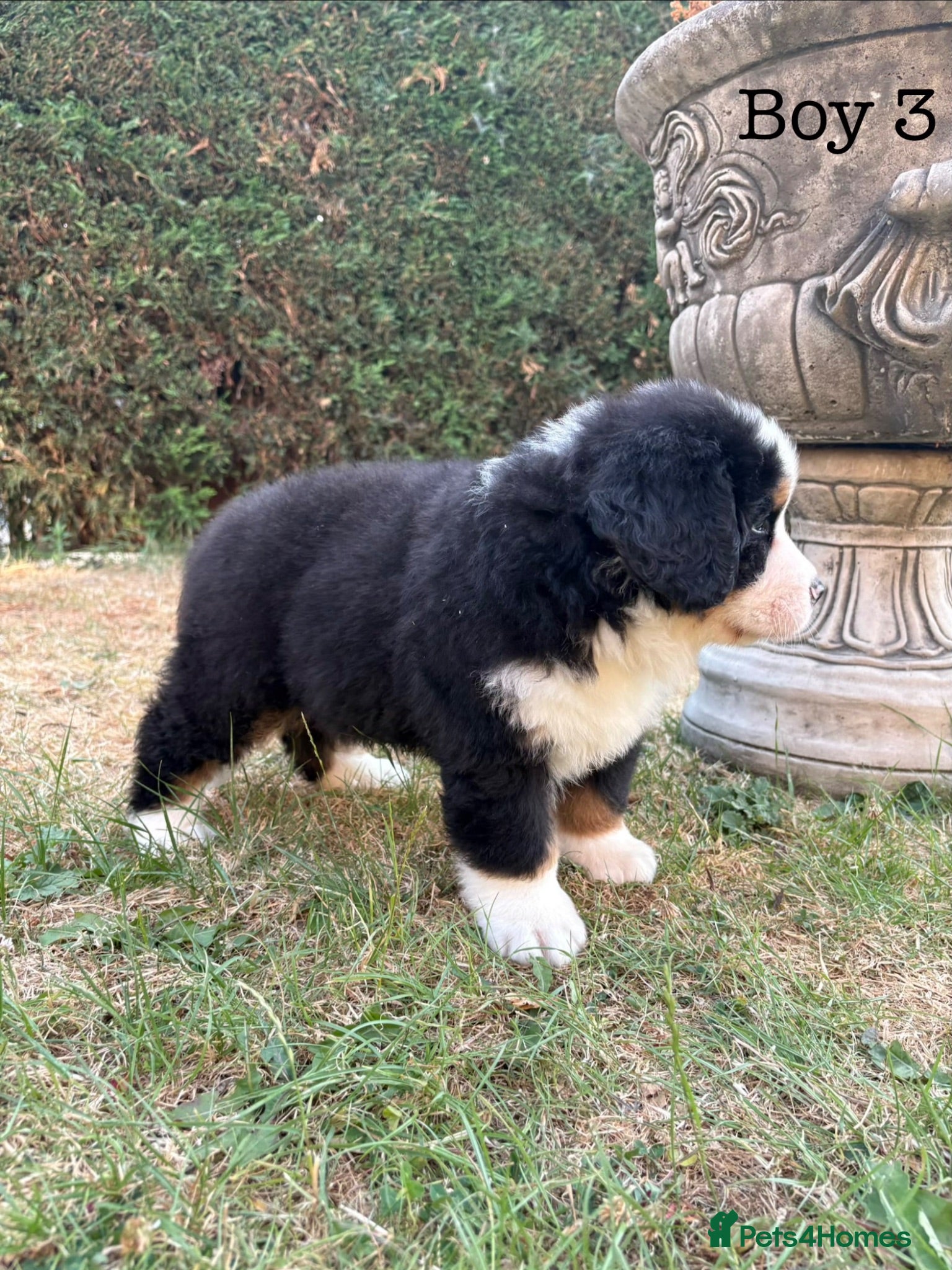 Bernese Mountain Dog dogs BEAUTIFUL BERNESE MOUNTAIN DOG PUPPIES-4 BOYS !!! - Advert 2