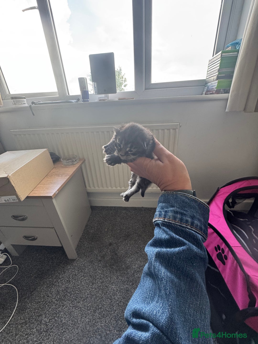Mixed Breed cats for sale: 3 kittens for sale - Image 11