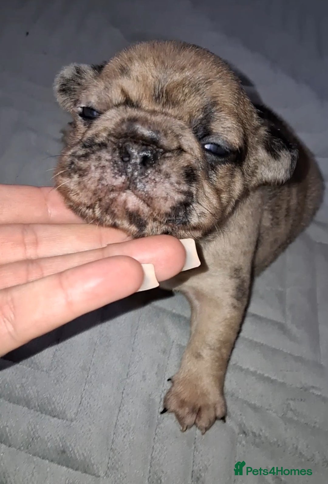 French Bulldog dogs for sale: 8 stunning french bulldogs - Advert 6