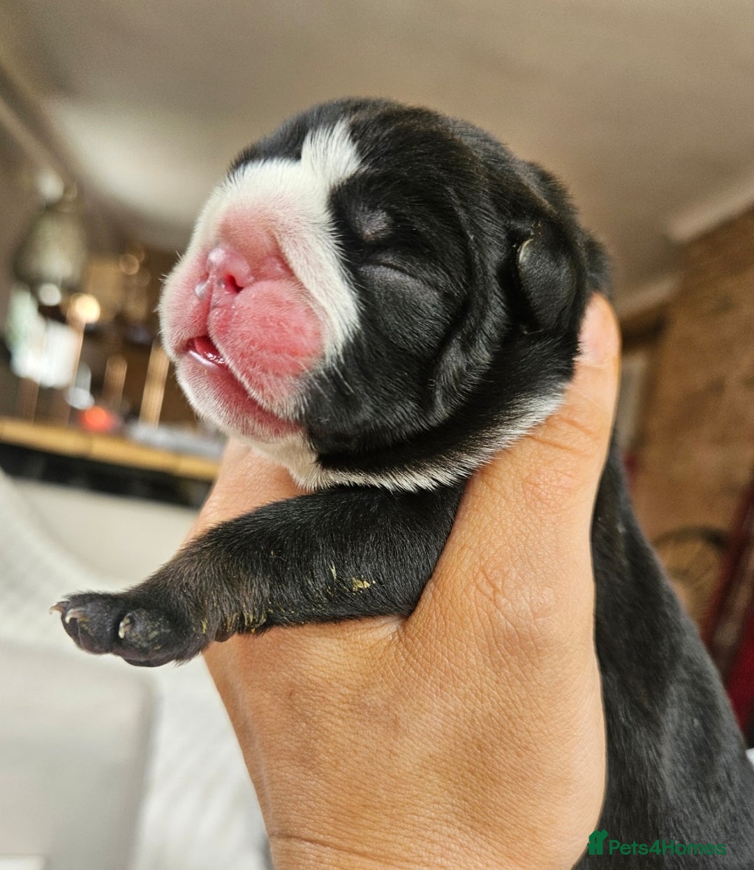 English Bulldog dogs for sale: Outstanding KC English Bulldogs, Top Quality Pups - Image 7