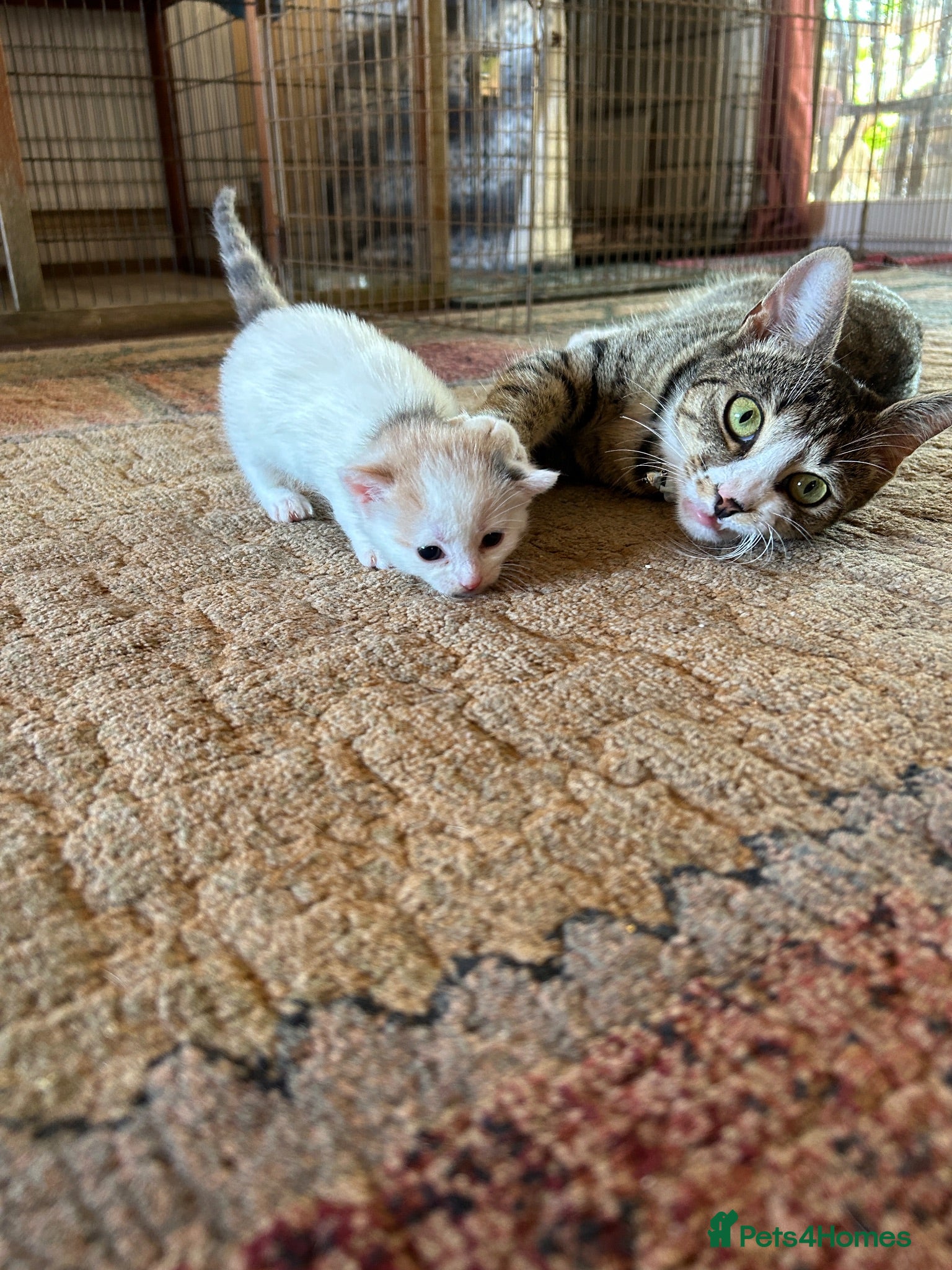 Mixed Breed cats One kitten remains (calico colours) male  - Advert 21