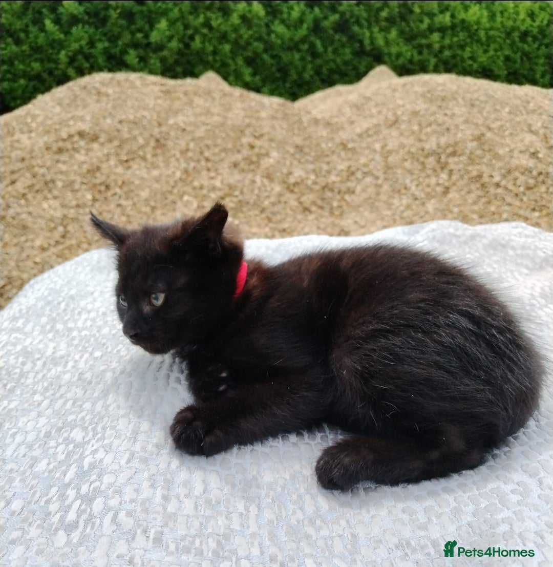 Domestic Shorthair cats for sale: Beautiful kittens baby girls ready for new home  - Image 12