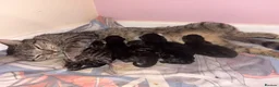 Mixed Breed cats for sale: Litter of 7 kittens  - Advert 16