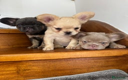 French Bulldog dogs for sale: Quality French bulldog puppies  - Image 1