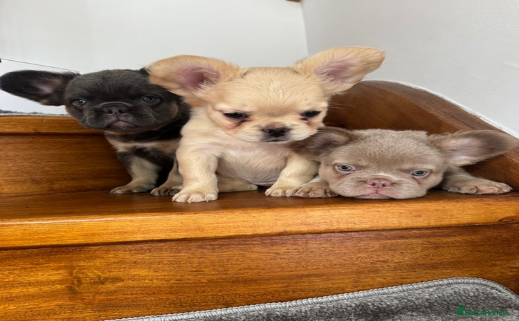 French Bulldog dogs - Advert 1
