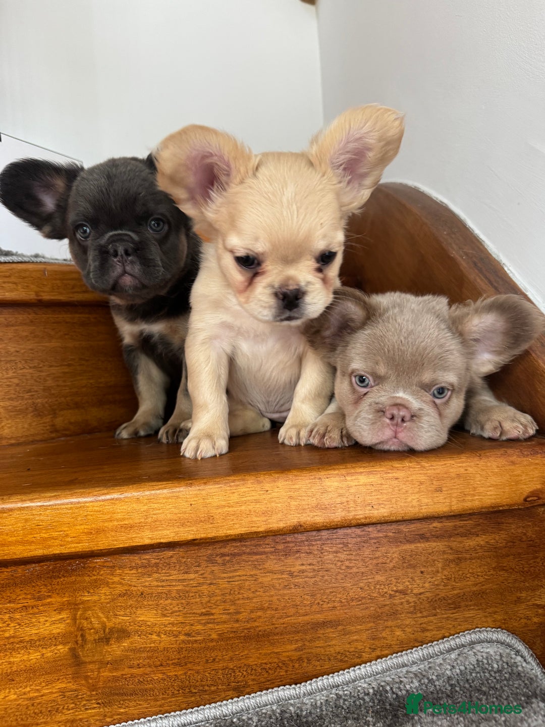 French Bulldog dogs for sale: Quality French bulldog puppies  - Image 1