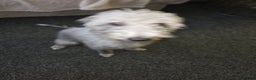 Mixed Breed dogs for sale: Beddlington whippet  - Advert 3