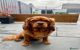 Cavalier King Charles Spaniel dogs for sale: Fox Red King Charles for sale. (Charly). - Image 2