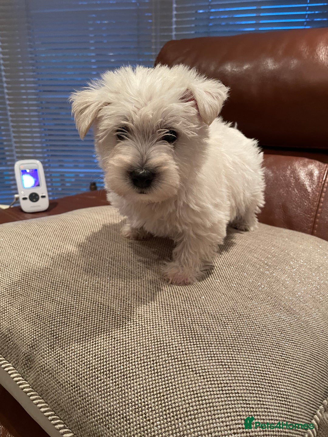West Highland Terrier dogs for sale: West highland terrier  - Image 10