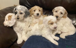 Cockapoo dogs for sale: Beautiful cockapoo puppy’s  - Image 2