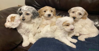 Cockapoo dogs - Advert 6