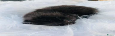 Mixed Breed Kitten 3