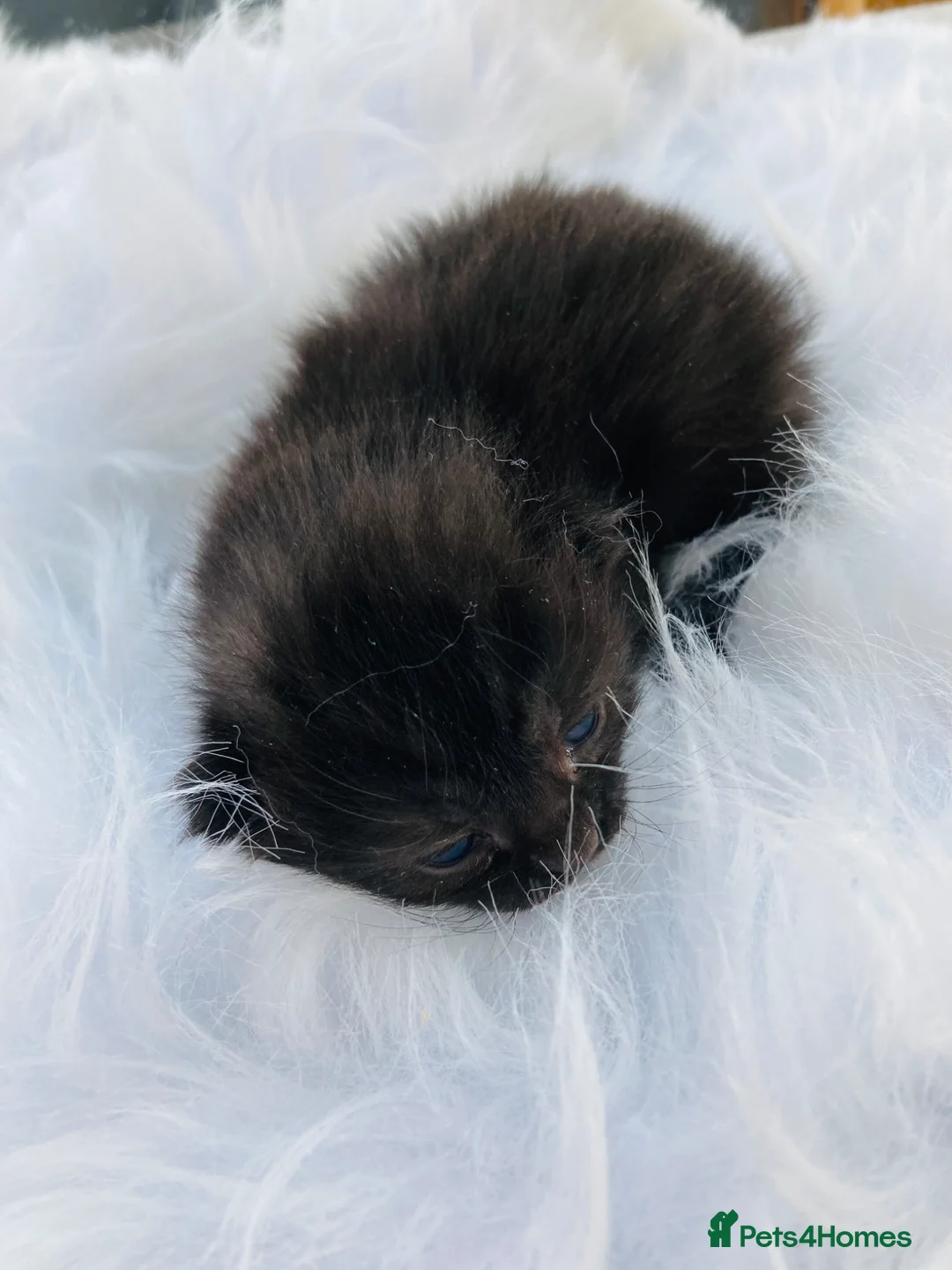 Mixed Breed cats for sale: British long hair X kittens - Advert 2