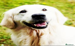 Golden Retriever dogs for sale: Newmiller Retrievers Upcoming Litter Announcement  - Advert 8