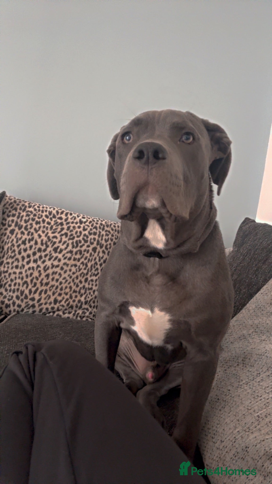 Mixed Breed dogs Cane corso mixed breed - Advert 7