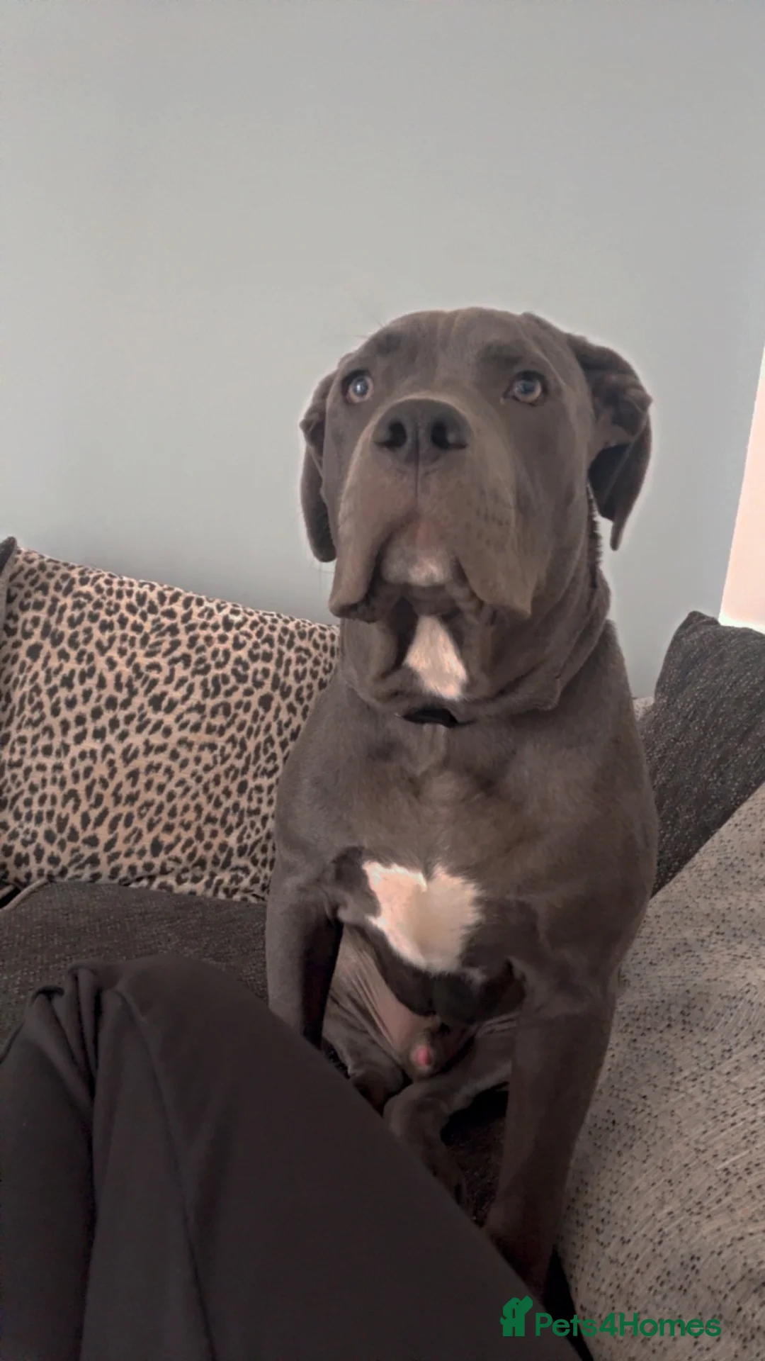 Mixed Breed dogs for sale: Cane corso mixed breed in Chepstow - Advert 1