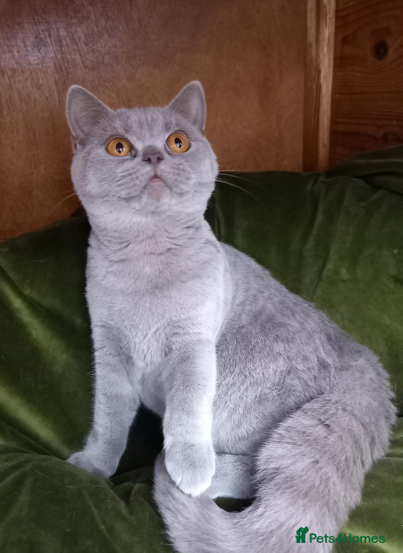 British Shorthair cats for sale: Quality registered GCCF kittens  - Advert 12