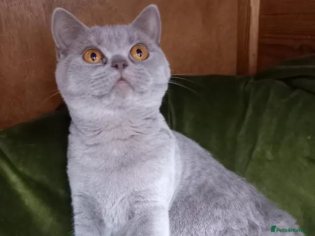 British Shorthair cats for sale: Quality registered GCCF kittens - Advert 12