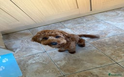 Cockapoo dogs for sale: Georgie - Mini Cockapoo - Image 2