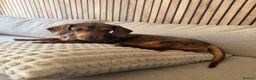 Miniature Dachshund dogs for sale: Beautiful girl Miniature Dachshund Merl  - Advert 4