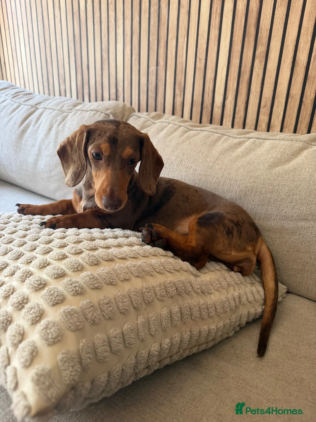 Miniature Dachshund dogs for sale: Beautiful girl Miniature Dachshund Merl  - Advert 4