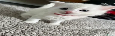 Mixed Breed Kitten 2