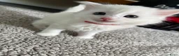 Mixed Breed cats for sale: Mixed breed Turkish Angora (mum) kittens  - Advert 10