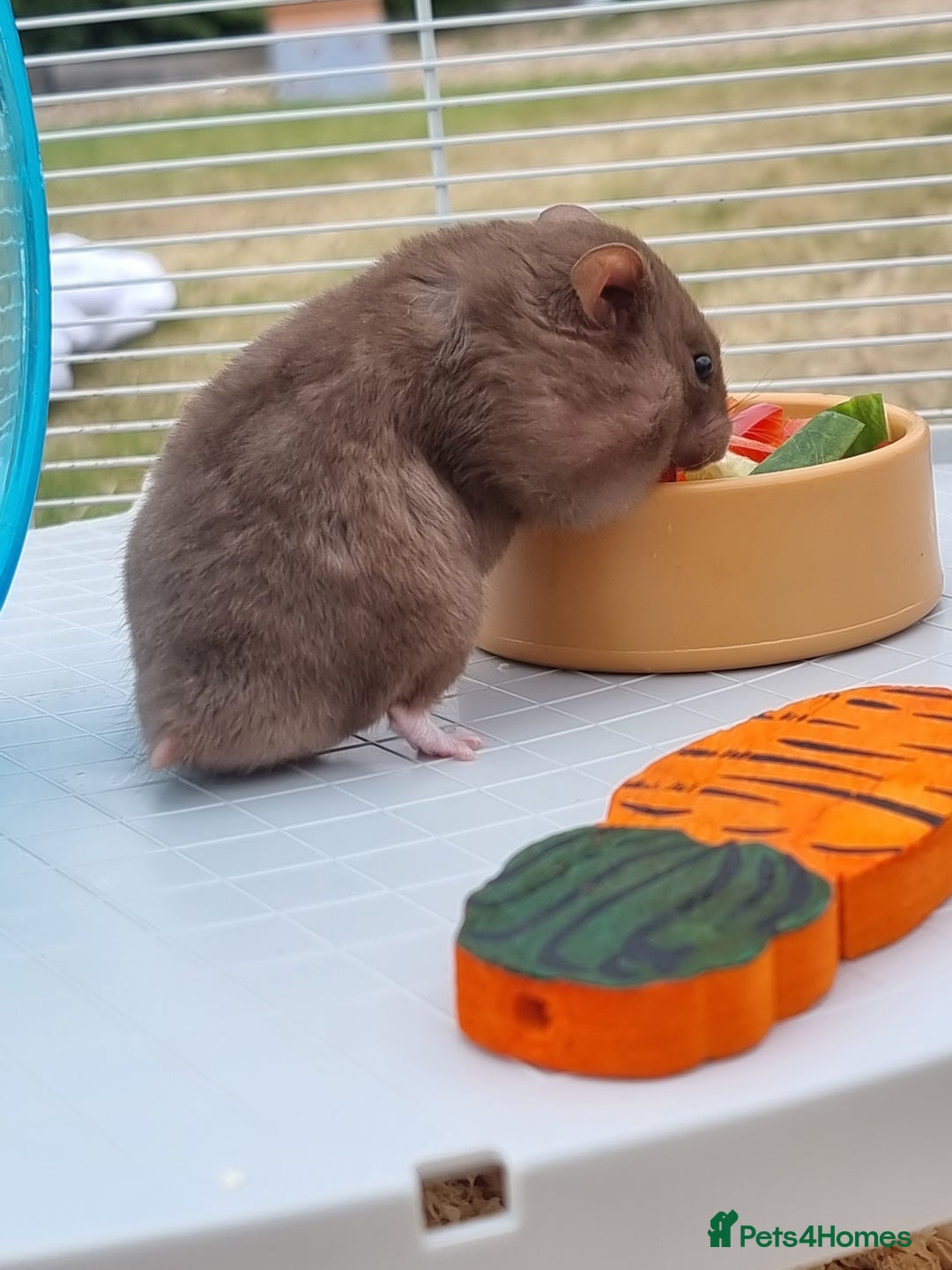 Hamster rodents for sale: Gorgeous male hamster with cage and full set up - Image 5