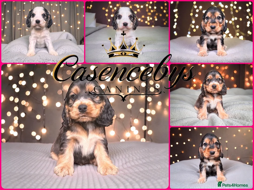 Cocker Spaniel dogs for sale: ❤️THE MOST INCREDIBLE DNA CLEAR SHOW SPANIELS❤️ - Advert 4