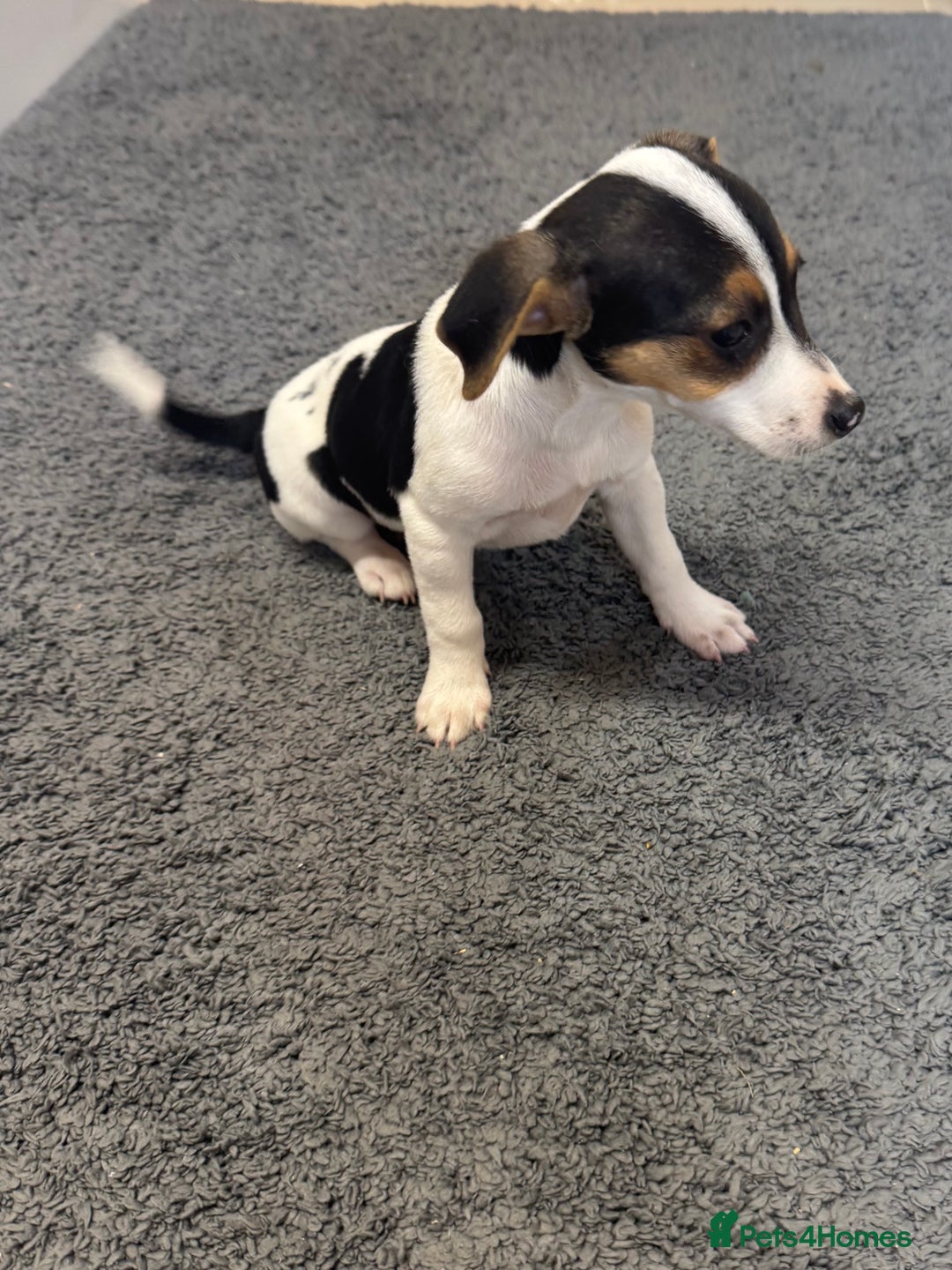 Jack Russell dogs for sale: Three beautiful jack Russel puppies  - Image 3