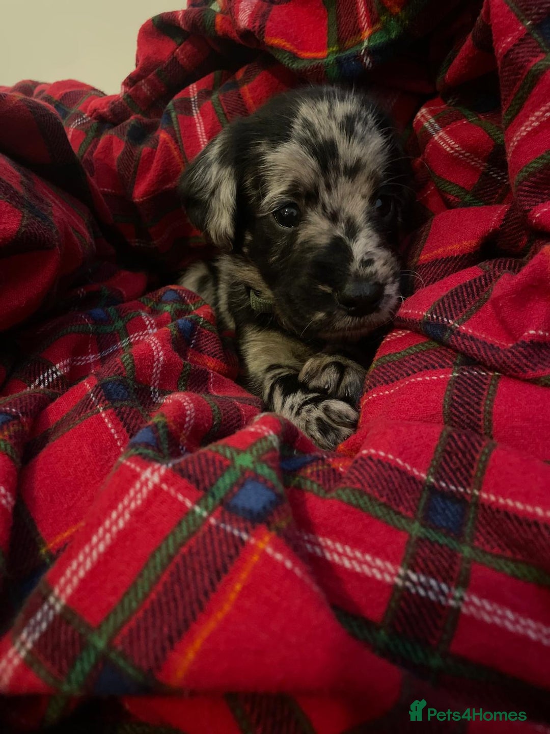 Labradoodle dogs for sale: Labradoodle puppies (home-raised) for sale - Advert 19