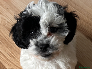 Shihpoo dogs ⭐️Super Sweet Shihpoos⭐️ - Advert 2