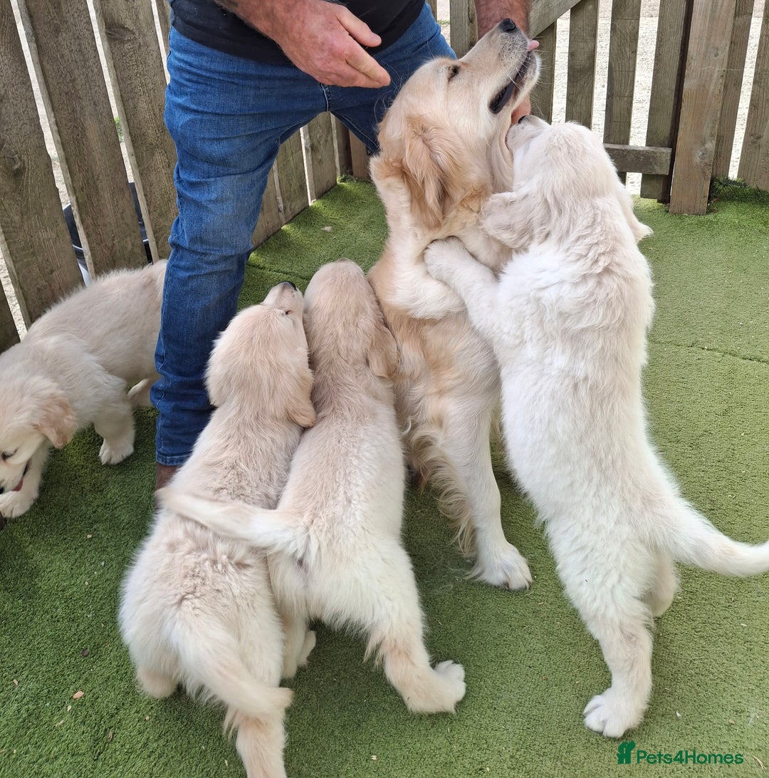 Golden Retriever dogs for sale: Golden Retreiver Puppies  - Image 23