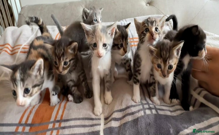 Mixed Breed cats - Advert 10
