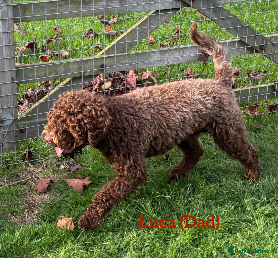 Lagotto Romagnolo dogs for sale: Pedigree Lagotto Male Puppy 5⭐️ Licensed Breeder - Advert 6