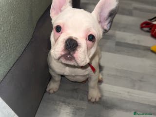 French Bulldog dogs 3 female French Bulldog –13 weeks old💙 🐾 - Advert 15